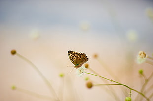 fritillary butterfly, butterfly, plants, nature, animals
