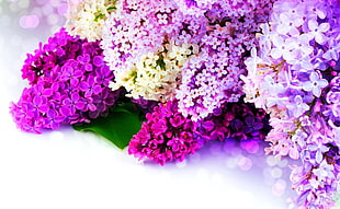 close-up photography of assorted color of flowers