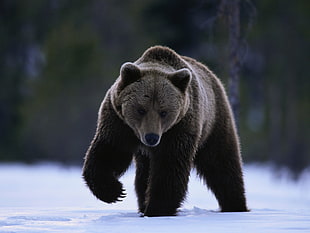 brown grizzly bear HD wallpaper