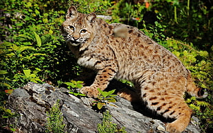 Lynx near green grass at daytime