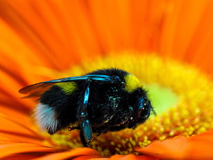 black bee on orange petaled flower