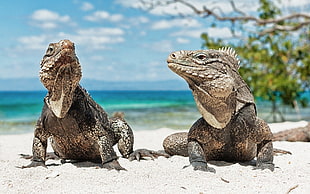 two bearded dragon near seashore during daytime