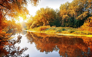 body of water between trees at daytime HD wallpaper