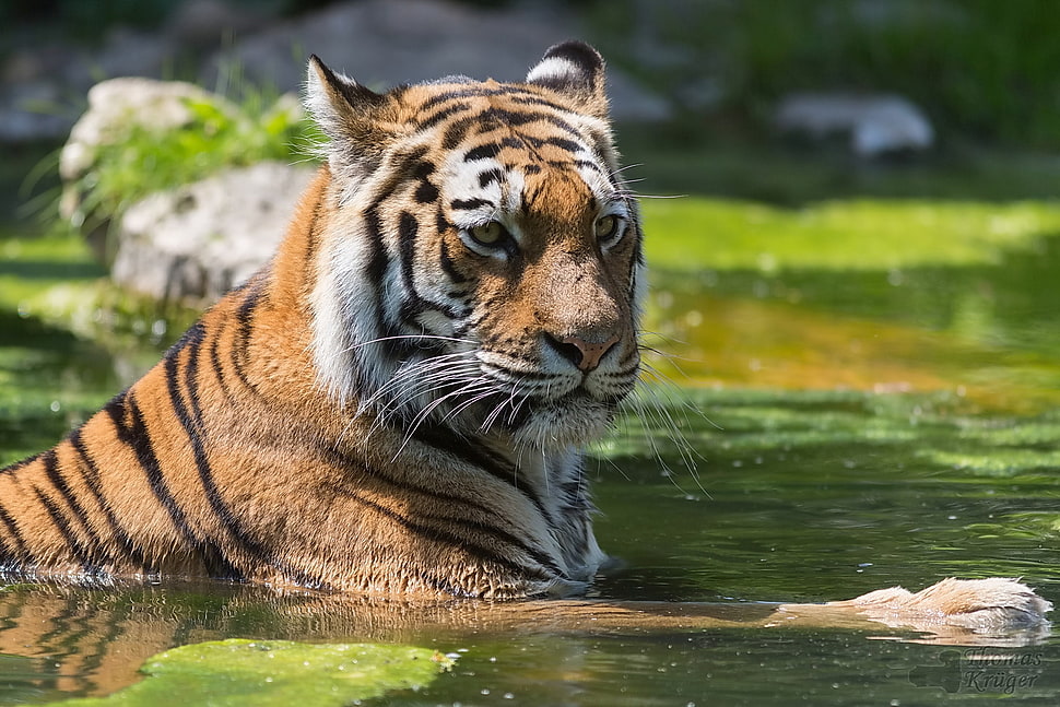 shallow focus photo of tiger HD wallpaper