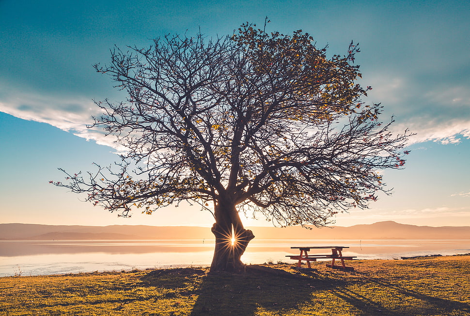 silhouette of black tree HD wallpaper
