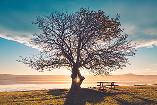 silhouette of black tree HD wallpaper