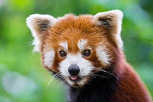 red panda HD wallpaper