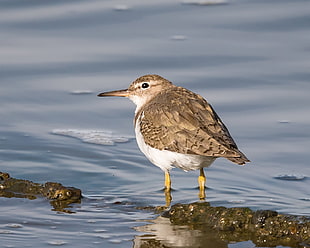 white and brown bird on water, spotted sandpiper