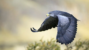 selective focus photography of gray short beaked bird