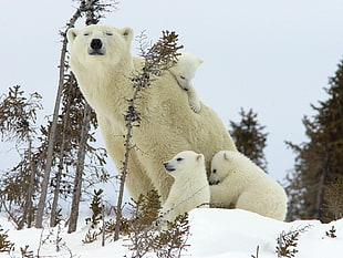 family of four polar bears standing beside green plant