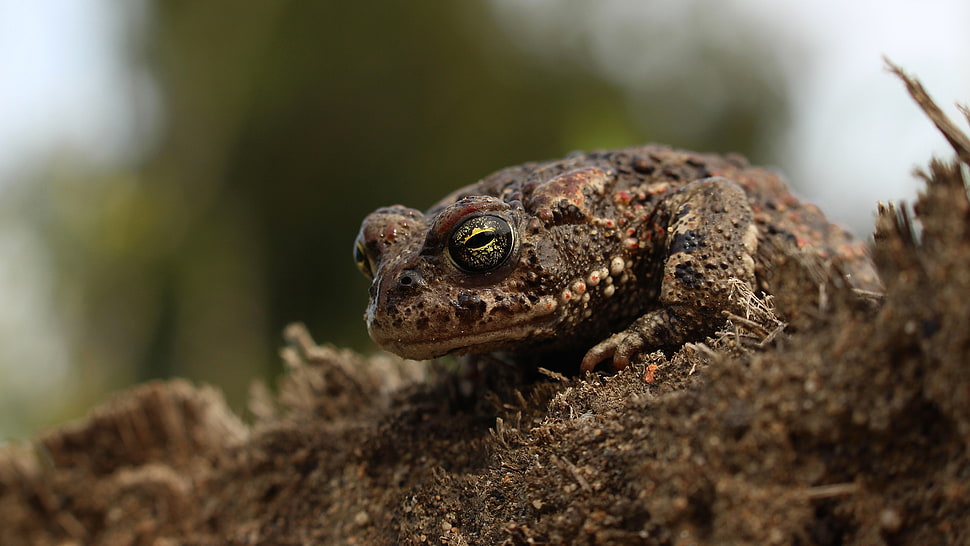 brown frog, macro, animals, amphibian, toad HD wallpaper