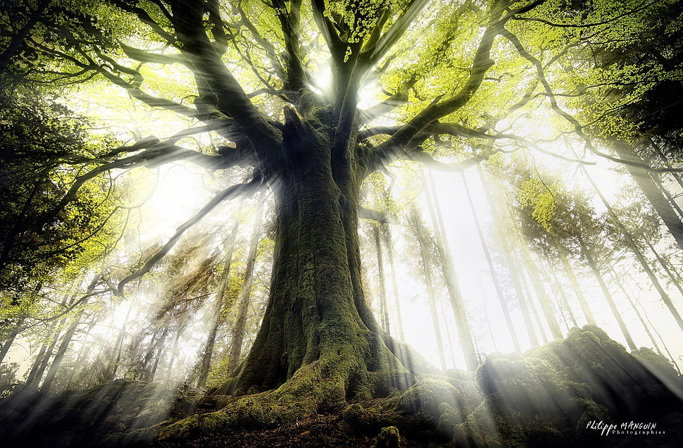 green leafed tree, trees, nature, sun rays, sunlight HD wallpaper