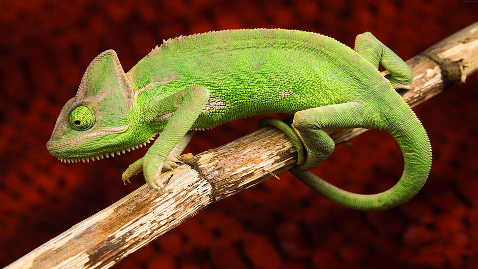 macro photography of green chameleon on brown bamboo stick HD wallpaper