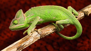 macro photography of green chameleon on brown bamboo stick
