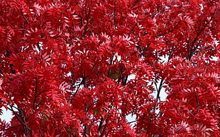 photo of red leaf tree
