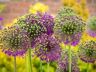 close up photography of green and purple plant
