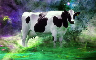 white and black cow, space, nebula, cow, Audhumbla HD wallpaper