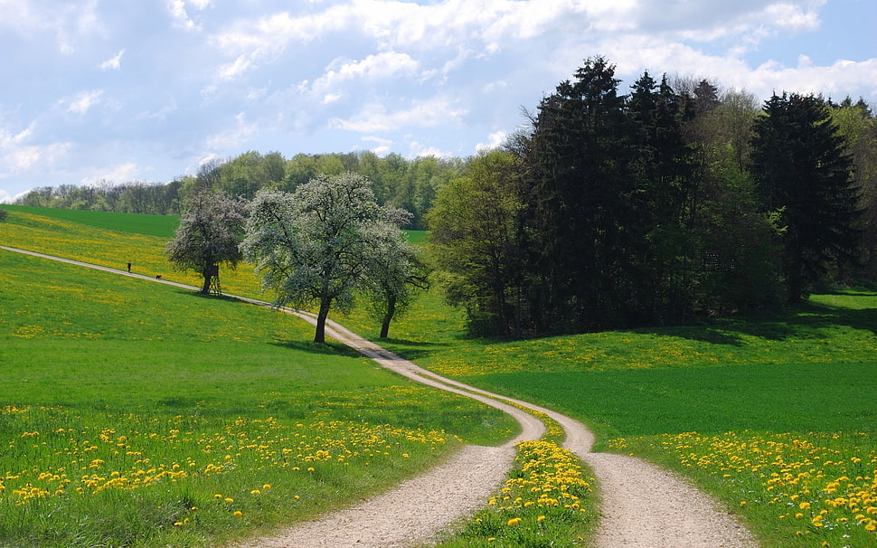 green grass field and trees HD wallpaper