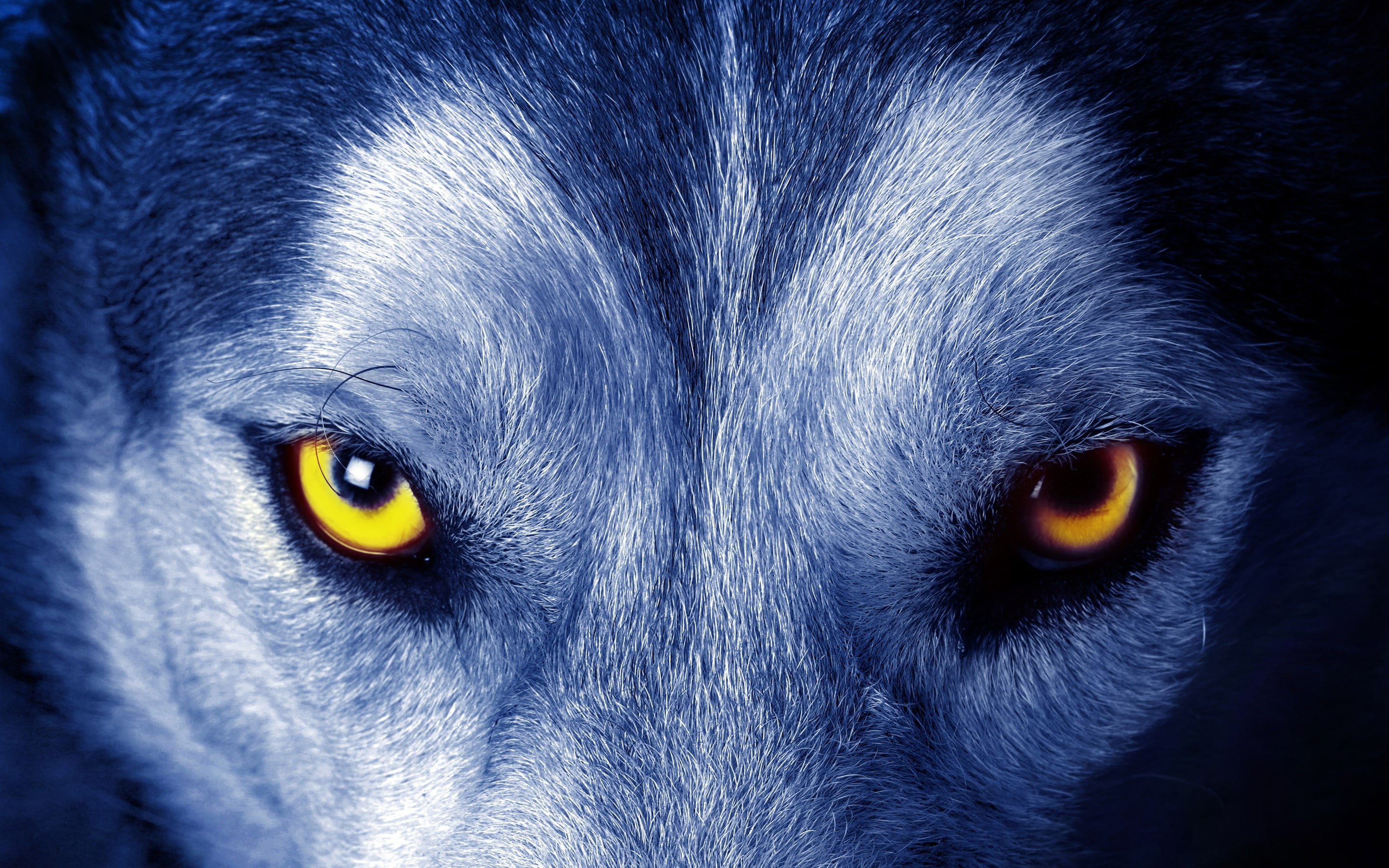 Gray Wolf Face Blue Eyes