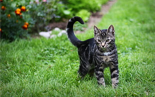 black and brown tabby cat stands on ground