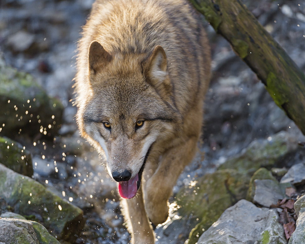 short-coated tan dog, animals, wolf HD wallpaper