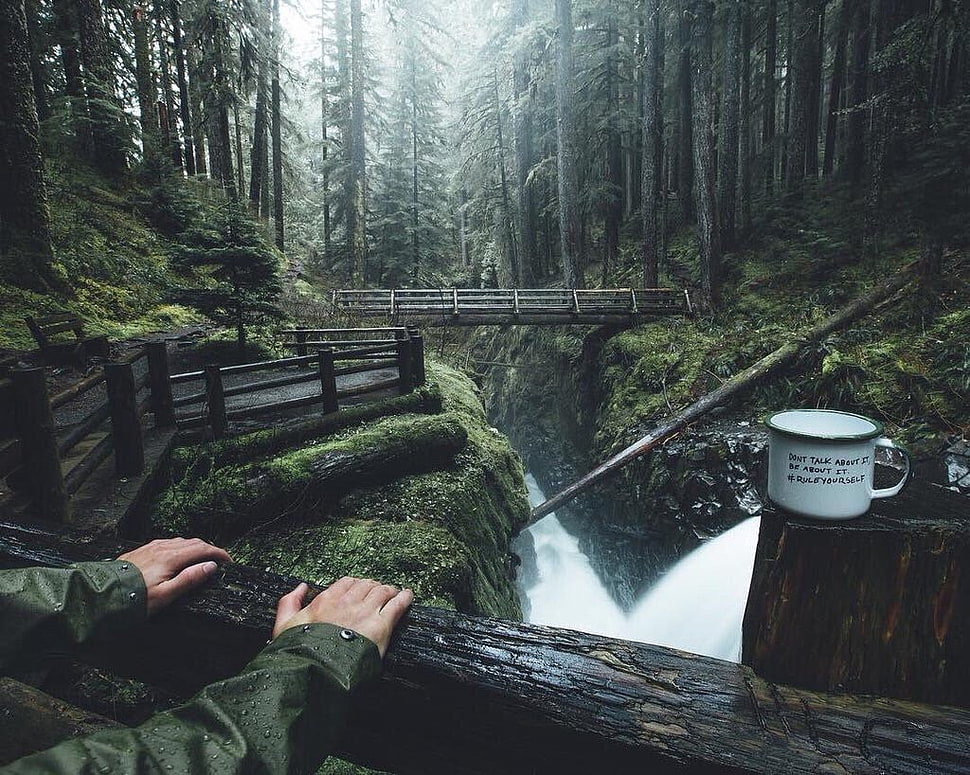 white mug on log, forest, trees, landscape HD wallpaper