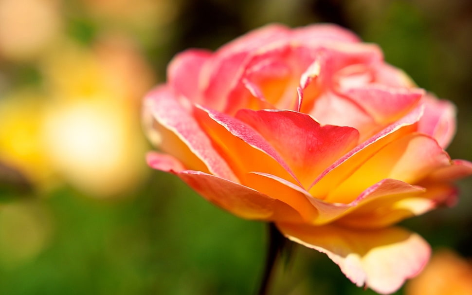 tilt lens photography of yellow and pink rose HD wallpaper