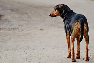 adult short-coated black and tan dog standing on pavement