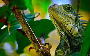 shallow focus photography of green iguana HD wallpaper