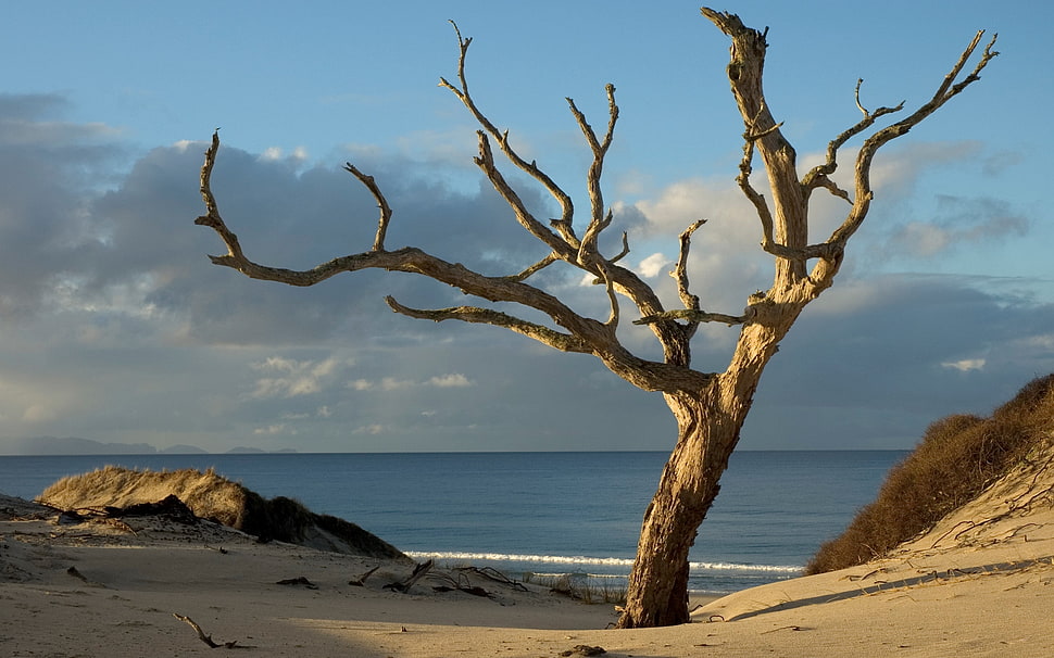 brown tree on short HD wallpaper