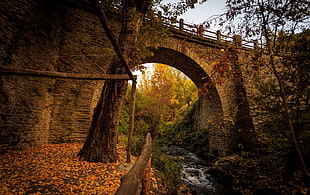 brown bridge near tree during daytime