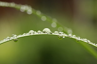photography of water drops