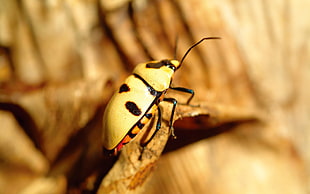 selective focus photography of beige and black beetle perching on wood