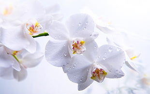 white petaled flowers with dew drops