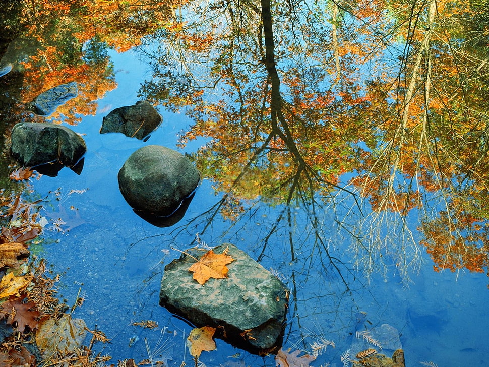 reflection of yellow leaf tree on water at daytime HD wallpaper