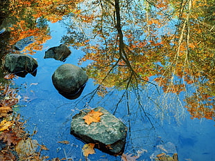 reflection of yellow leaf tree on water at daytime
