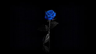 blue rose, blue rose, flowers, minimalism, selective coloring HD wallpaper
