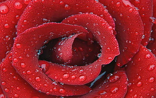 red rose