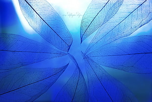 blue flower petals illustration, flowers