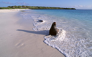 black seal on sea side during daytime
