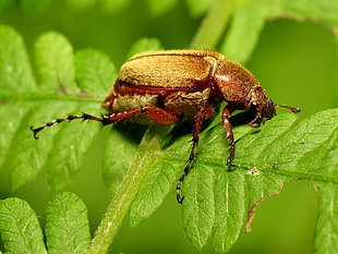 June Beetle on green leaf HD wallpaper