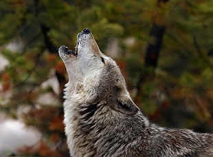 selective focus photography of owl howling