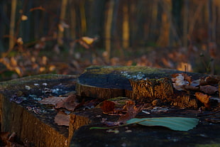brown tree fungus, tree stump, forest, nature, leaves