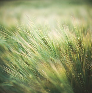 macro photography of green grasses HD wallpaper