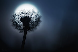 silhouette photography of dandelion flower, photography, dandelion, Moon, macro