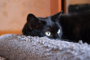 short-fur black cat on gray pet bed