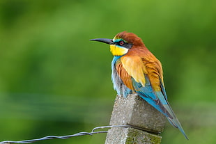 shallow focus photography of brown blue and yellow bird on post during daytime HD wallpaper
