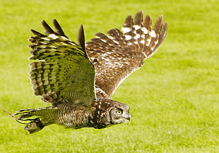 brown and white Owl photography, alnwick castle