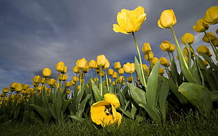 yellow Tulip plants photo
