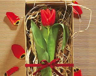 red tulip in brown box